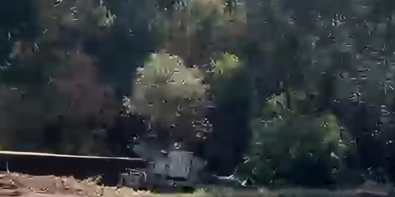 Tráiler cae a barranco en la carretera Perote-Xalapa; conductor resulta lesionado