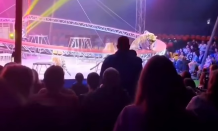 Video:Tigre irrumpe en gradas durante función de circo en Rusia 