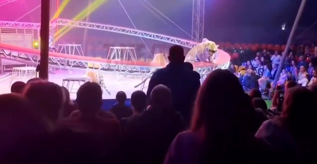Video:Tigre irrumpe en gradas durante función de circo en Rusia 
