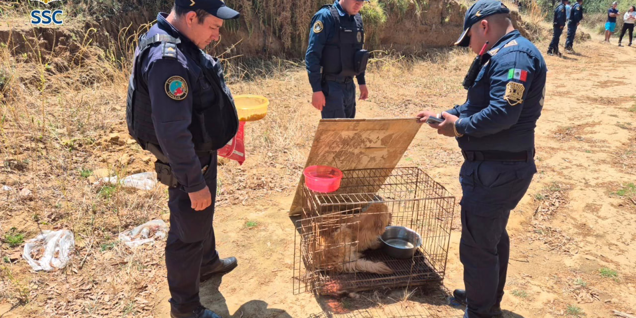 Horror en San Miguel Topilejo: Hallan cementerio clandestino de perros; rescataron a un sobreviviente