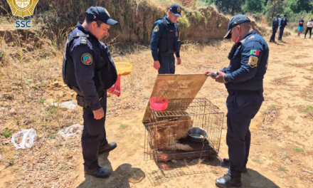 Horror en San Miguel Topilejo: Hallan cementerio clandestino de perros; rescataron a un sobreviviente