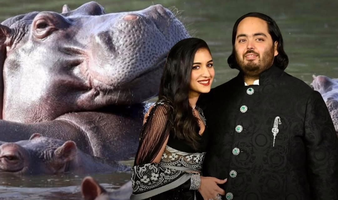 MAGNATE INDIO OFRECE SALVAR A HIPOPÓTAMOS DE PABLO ESCOBAR.