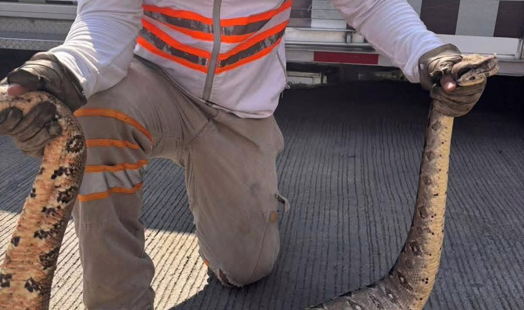 Capturan dos boas en viviendas de Tuxtla Gutiérrez