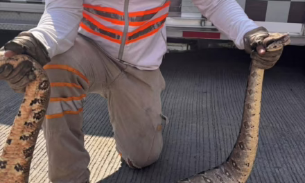 Capturan dos boas en viviendas de Tuxtla Gutiérrez