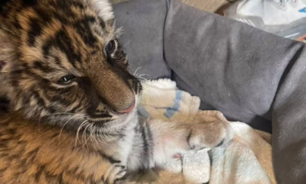 Video: Autoridades rescatan cachorra de tigre bengala en la CDMX