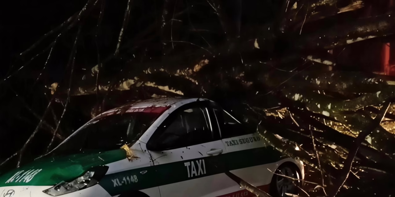 Árbol colapsa sobre taxi en la carretera Xalapa-Coatepec, vía Briones
