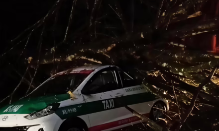 Árbol colapsa sobre taxi en la carretera Xalapa-Coatepec, vía Briones