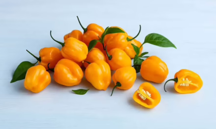 Científicos mexicanos crearon antibióticos a partir de chile habanero y veneno de alacrán
