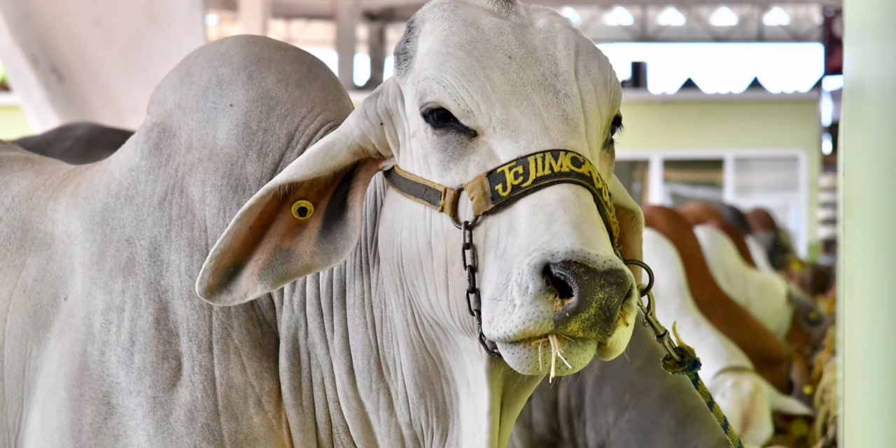 Apoyo en compra de sementales, inseminación y mayor producción lechera para Veracruz