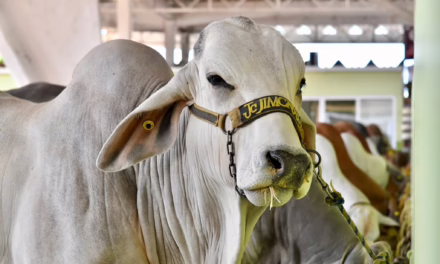 Apoyo en compra de sementales, inseminación y mayor producción lechera para Veracruz