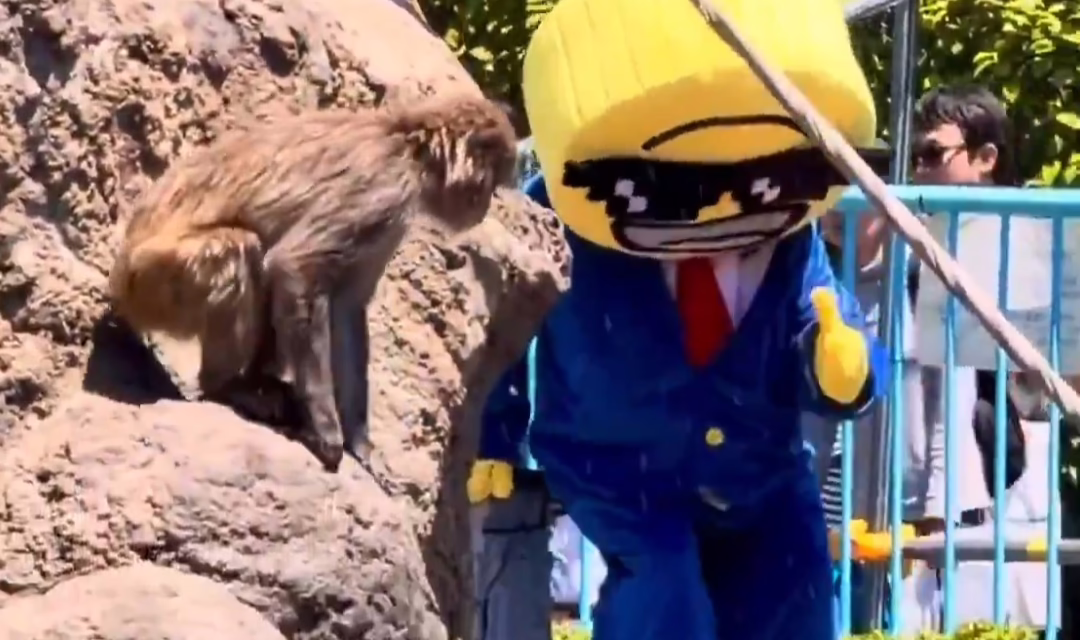 Video: Arrestan a dos turistas en Japón por entrar al recinto del macaco bebé viral “Punch