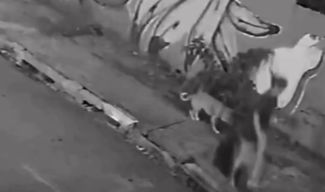 VideoUna joven cayó adentro de una alcantarilla mientras paseaba a su perro en Brasil: