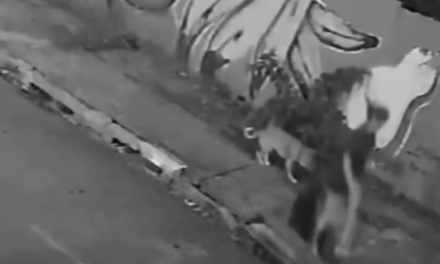 VideoUna joven cayó adentro de una alcantarilla mientras paseaba a su perro en Brasil: