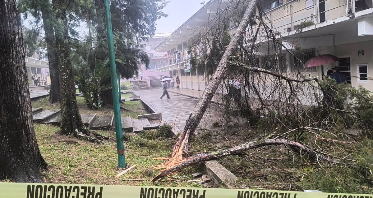 Cae árbol en la Facultad de Ingeniería Civil de la UV tras tormenta en Xalapa