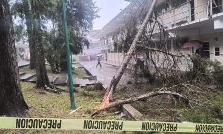 Cae árbol en la Facultad de Ingeniería Civil de la UV tras tormenta en Xalapa