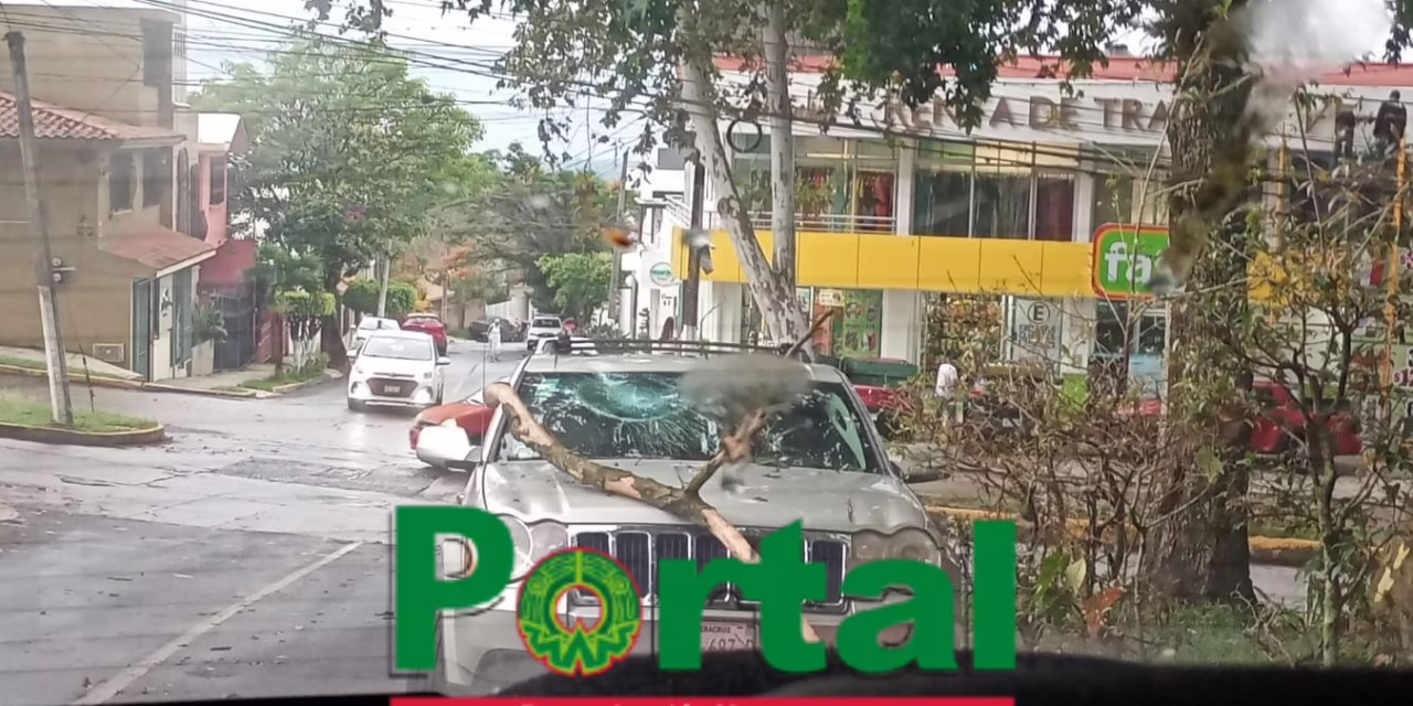 Cae rama sobre camioneta en el Fraccionamiento Indeco Ánimas; reportan solo daños materiales