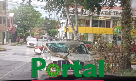 Cae rama sobre camioneta en el Fraccionamiento Indeco Ánimas; reportan solo daños materiales