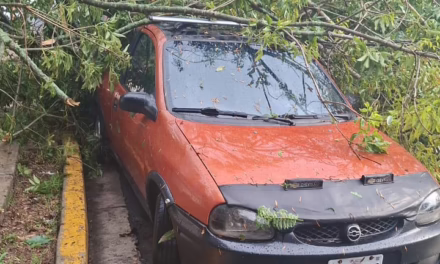 CAE ÁRBOL SOBRE VEHÍCULO EN XALAPA 2000; REPORTAN SOLO DAÑOS MATERIALES