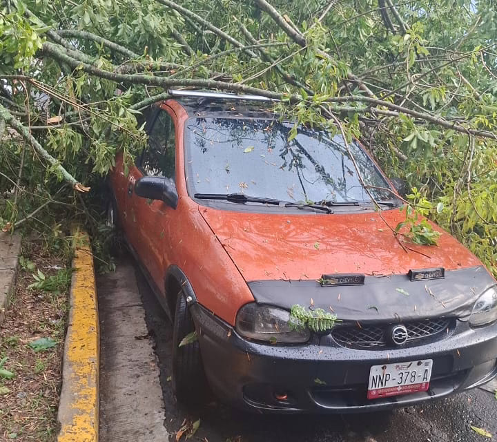 CAE ÁRBOL SOBRE VEHÍCULO EN XALAPA 2000; REPORTAN SOLO DAÑOS MATERIALES