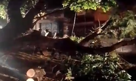 Árbol de grandes dimensiones colapsa en la colonia 2 de Abril en Xalapa