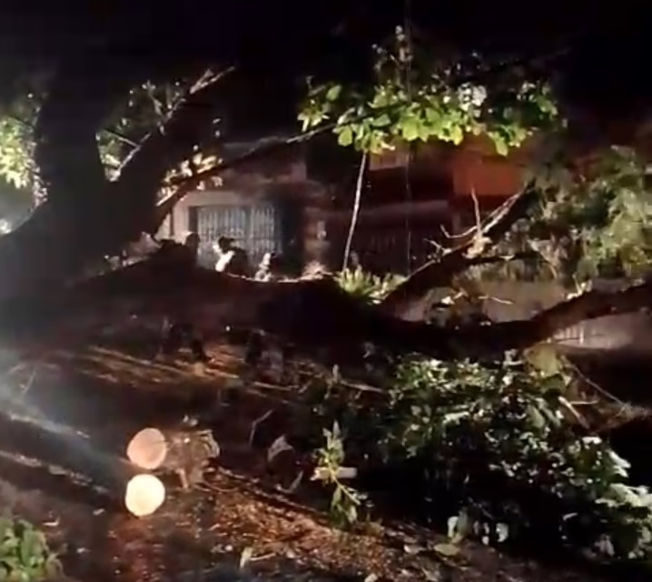 Árbol de grandes dimensiones colapsa en la colonia 2 de Abril en Xalapa