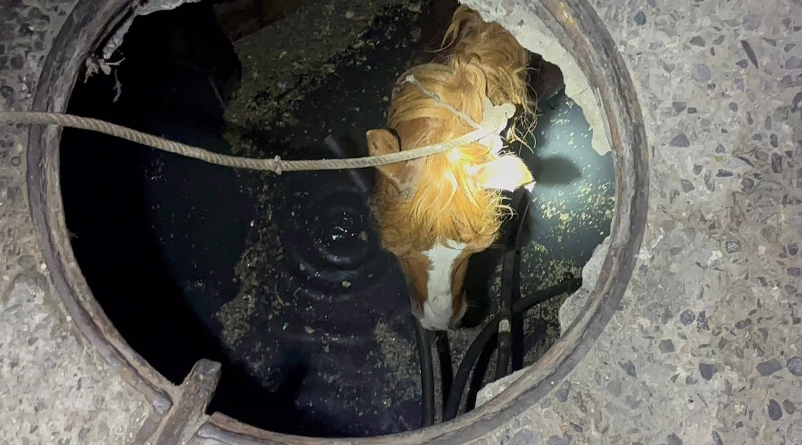 Video:Rescatan a caballo tras caer en alcantarilla destapada en Tabasco