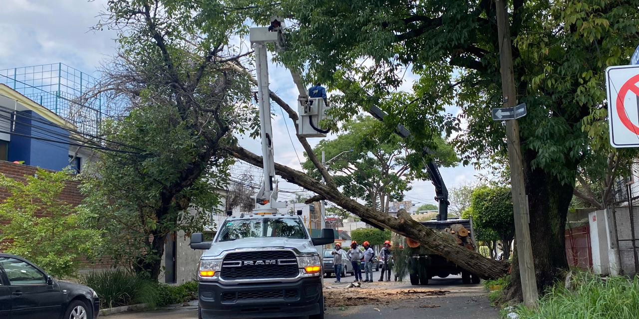 Cae árbol de grandes dimensiones en Ciudad del Sol; afecta vialidad en Zapopan
