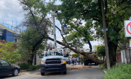 Cae árbol de grandes dimensiones en Ciudad del Sol; afecta vialidad en Zapopan