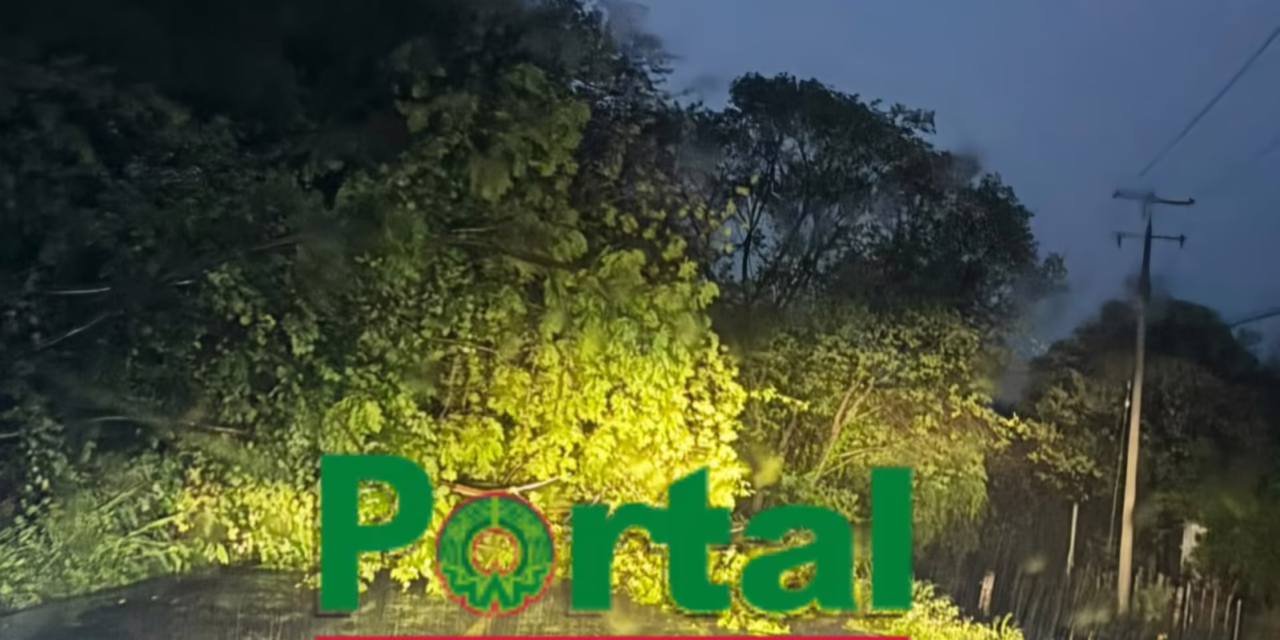 Cae árbol por intensas lluvias y bloquea la carretera Rinconada – Ídolos