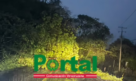 Cae árbol por intensas lluvias y bloquea la carretera Rinconada – Ídolos