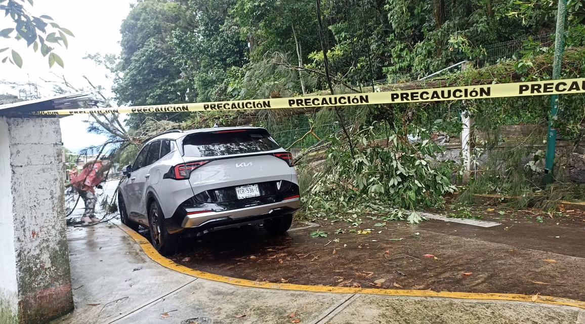 Colapsa árbol en la colonia Progreso Macuiltépec; cierran la circulación vehicular
