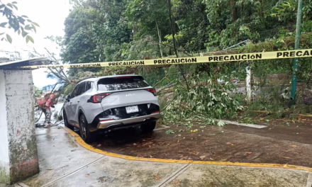 Colapsa árbol en la colonia Progreso Macuiltépec; cierran la circulación vehicular