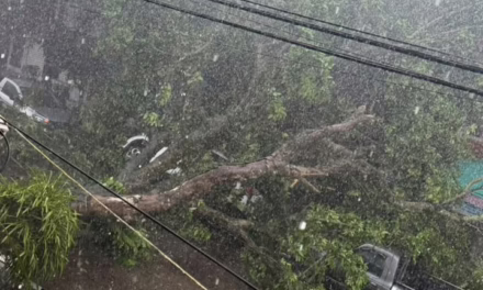 Caída de árbol en la calle Aguascalientes