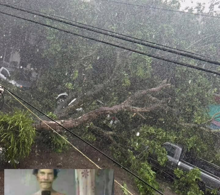 Caída de árbol en la calle Aguascalientes