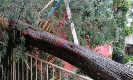 Fuertes lluvias y viento provocan el colapso de un gran árbol en la escuela José Azueta del Fovissste