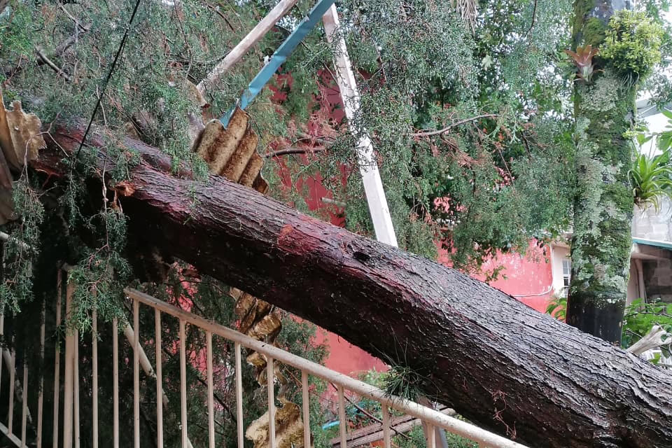 Fuertes lluvias y viento provocan el colapso de un gran árbol en la escuela José Azueta del Fovissste