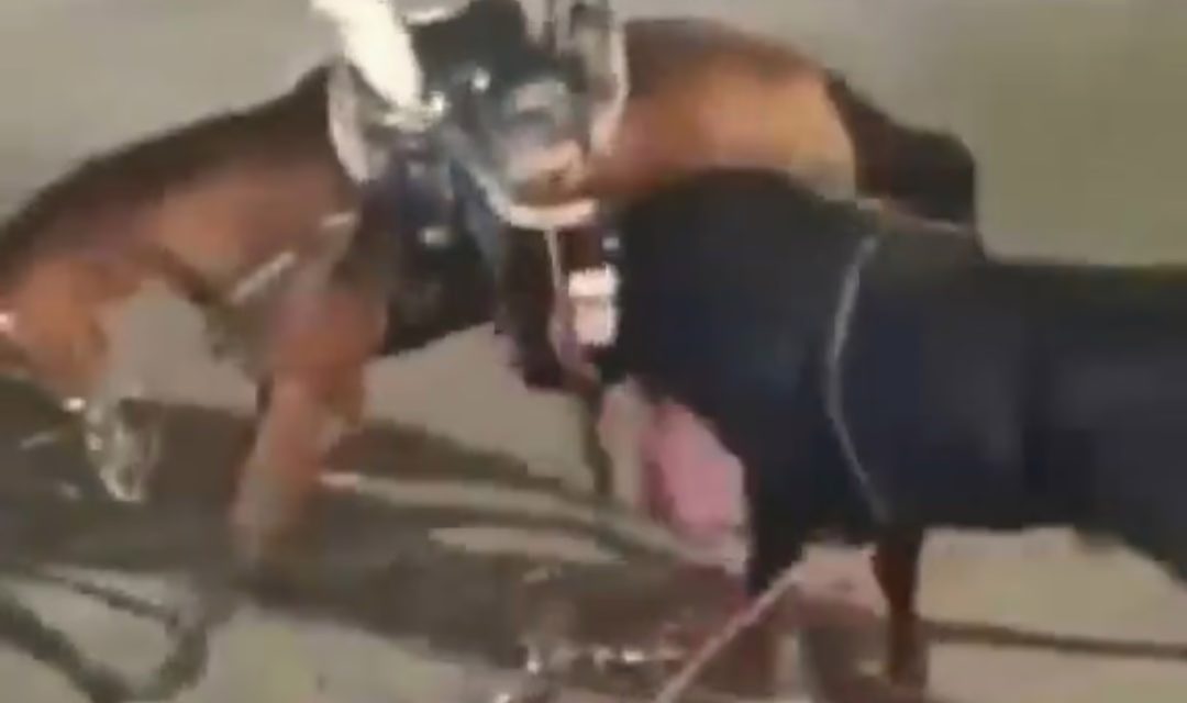 VIDEO:MUERE CABALLO A CAUSA DE UN TORO DURANTE JARIPEO EN JOJUTLA