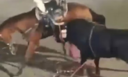 VIDEO:MUERE CABALLO A CAUSA DE UN TORO DURANTE JARIPEO EN JOJUTLA