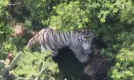 Video: Localizan a tigre de Bengala blanco que se escapó de un refugio en el Estado de México