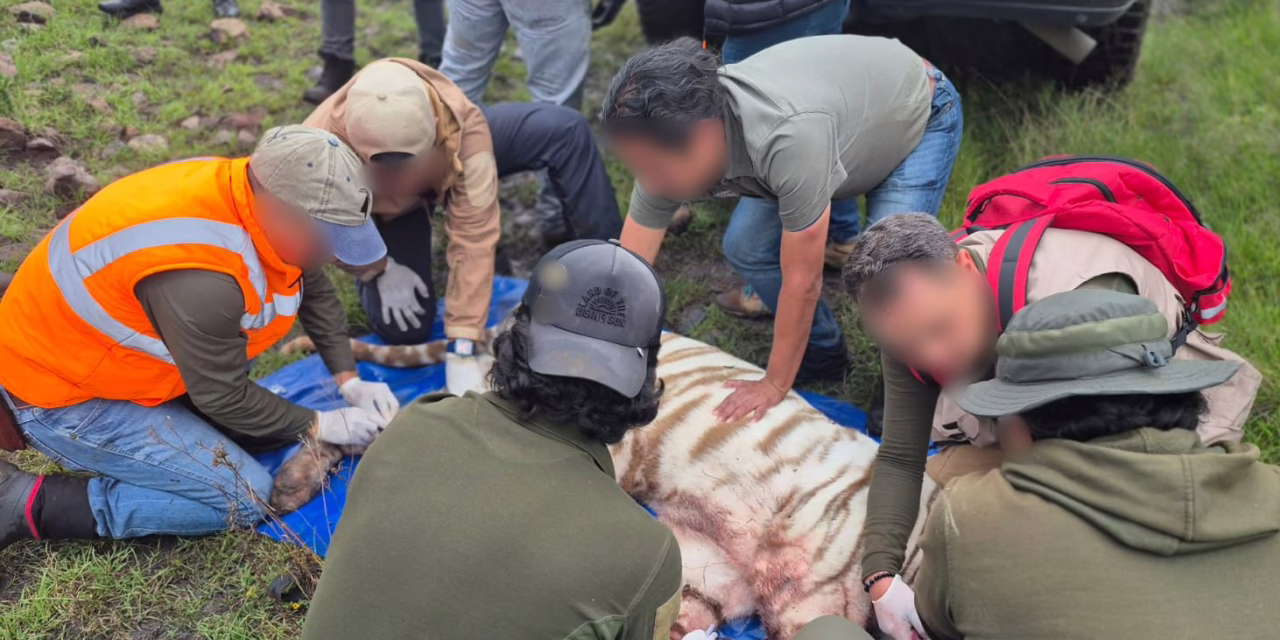 Murió el tigre de bengala blanco Kenzo tras operativo de rescate