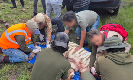 Murió el tigre de bengala blanco Kenzo tras operativo de rescate