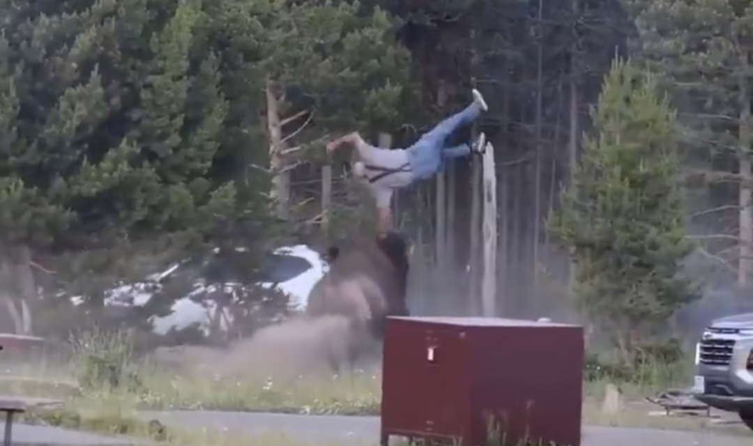Video: Un turista fue violentamente embestido por un bisonte en el Parque Nacional de Yellowstone, Estados Unidos