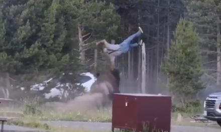 Video: Un turista fue violentamente embestido por un bisonte en el Parque Nacional de Yellowstone, Estados Unidos