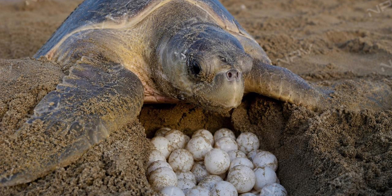 PROFEPA multa con 70 mil pesos a detenido con huevos de tortuga Nayarit