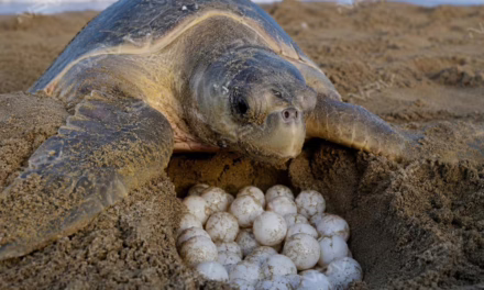 PROFEPA multa con 70 mil pesos a detenido con huevos de tortuga Nayarit