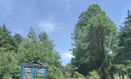 Colapsa árbol de gran tamaño en la carretera Xalapa-Perote; vialidad obstruida
