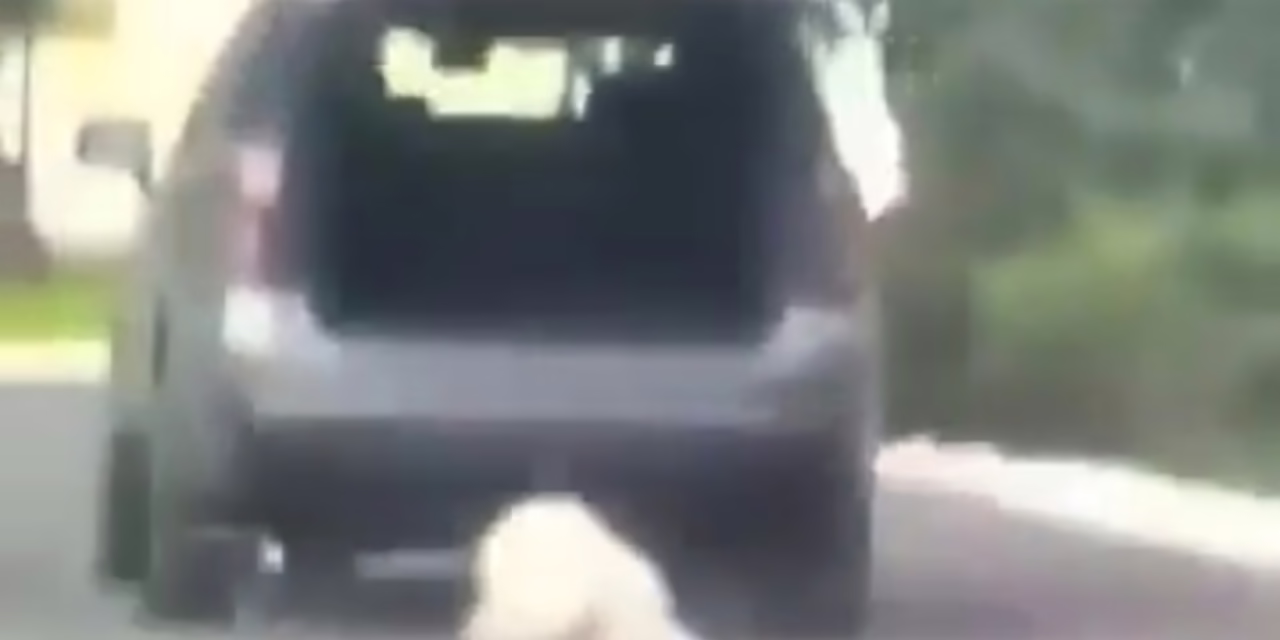 Video: Indignación en Saltillo por caso de maltrato animal; Fiscalía catea domicilio de la señalada.