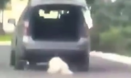 Video: Indignación en Saltillo por caso de maltrato animal; Fiscalía catea domicilio de la señalada.