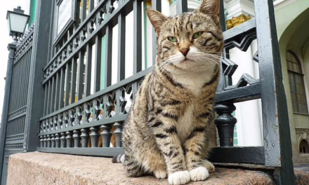 Llega el Museo del Gato a la Ciudad de México