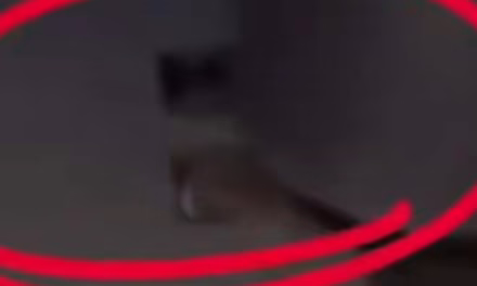 Video:Mujer graba rata en Cinépolis de Perisur